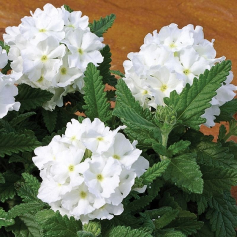 Hageverbena 'Tuscany White' - Verbena x hybrida 
