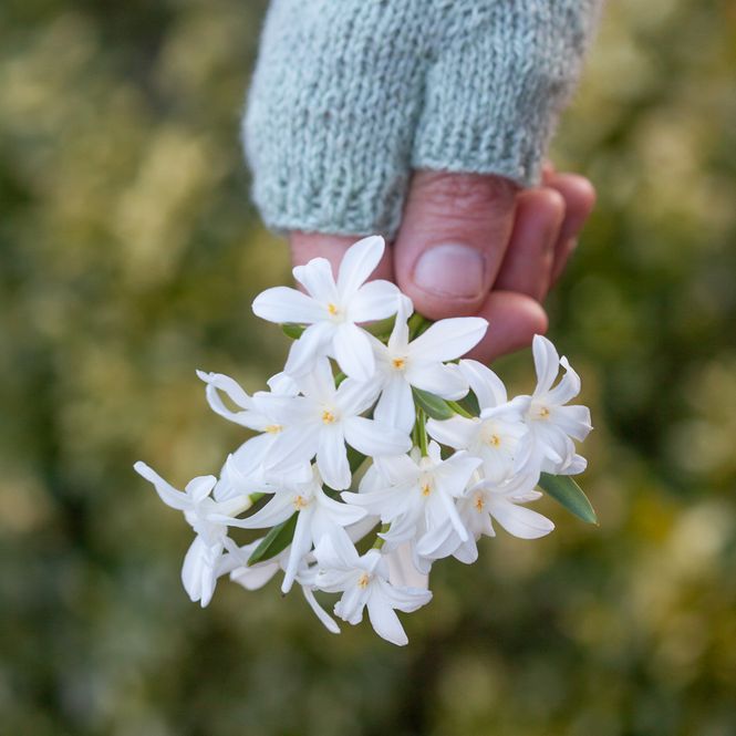 Hovedbilde Minnesnøstjerne 'Alba' - Chionodoxa luciliae - 20 stk