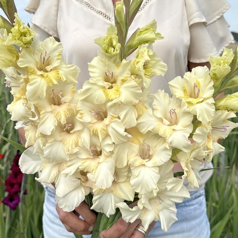 Gladiol 'Creamy Dreamy' - Gladiolus, 10 stk.