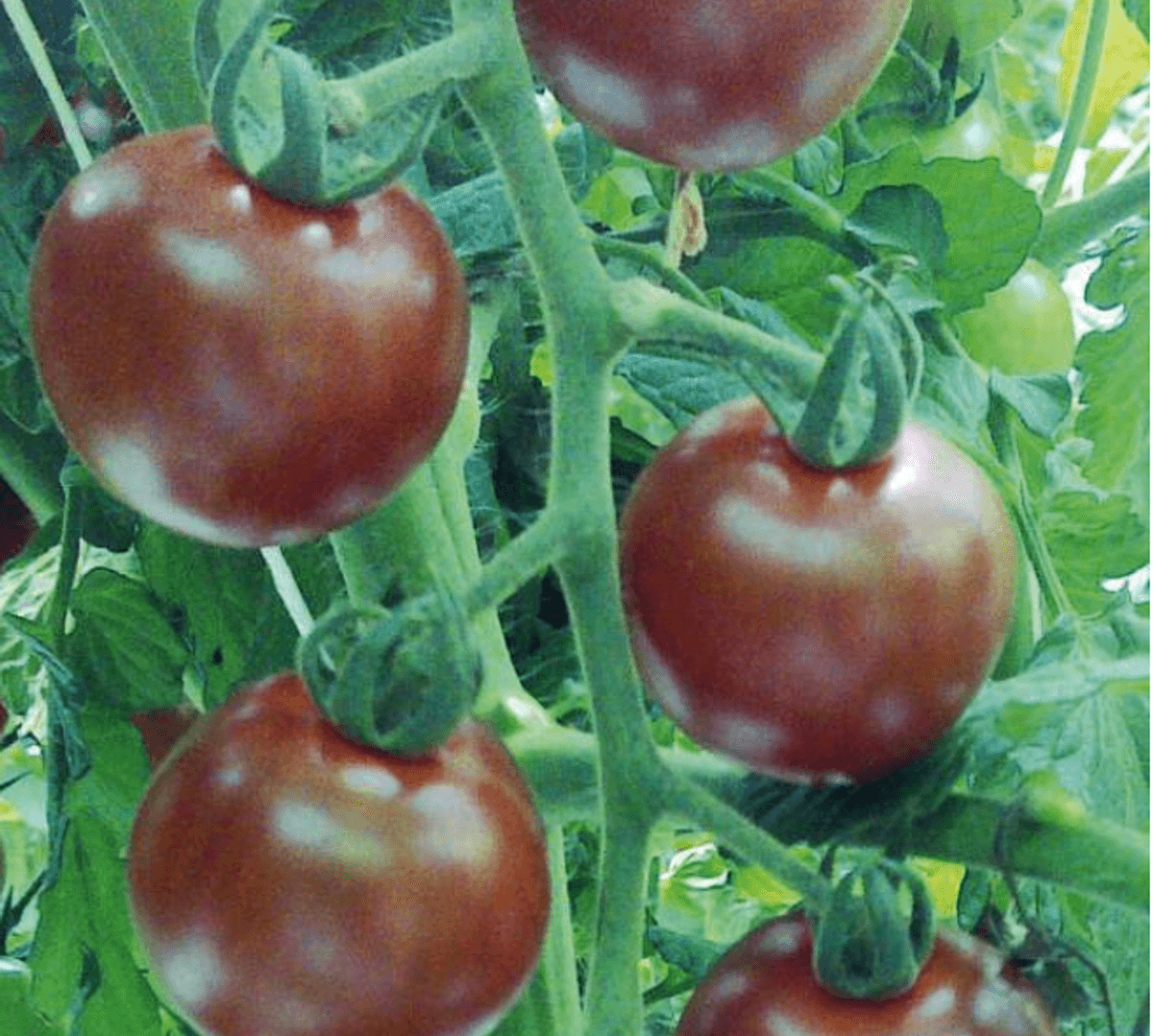 Drivhustomat 'Sunchocola' F1, cherry - Lycopersicon lycopersicum