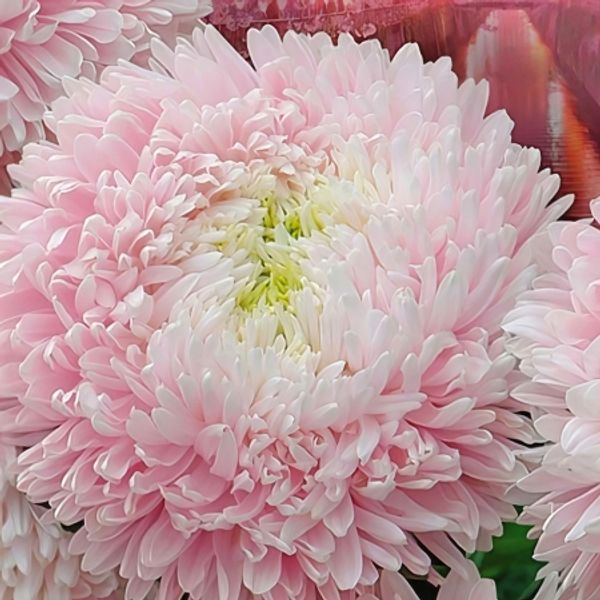 Hovedbilde Sommeraster 'Sakura Cherry Blossom' - Callistephus ...