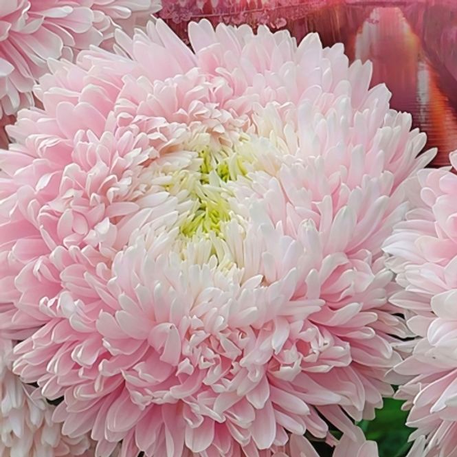 Hovedbilde Sommeraster 'Sakura Cherry Blossom' - Callistephus ...
