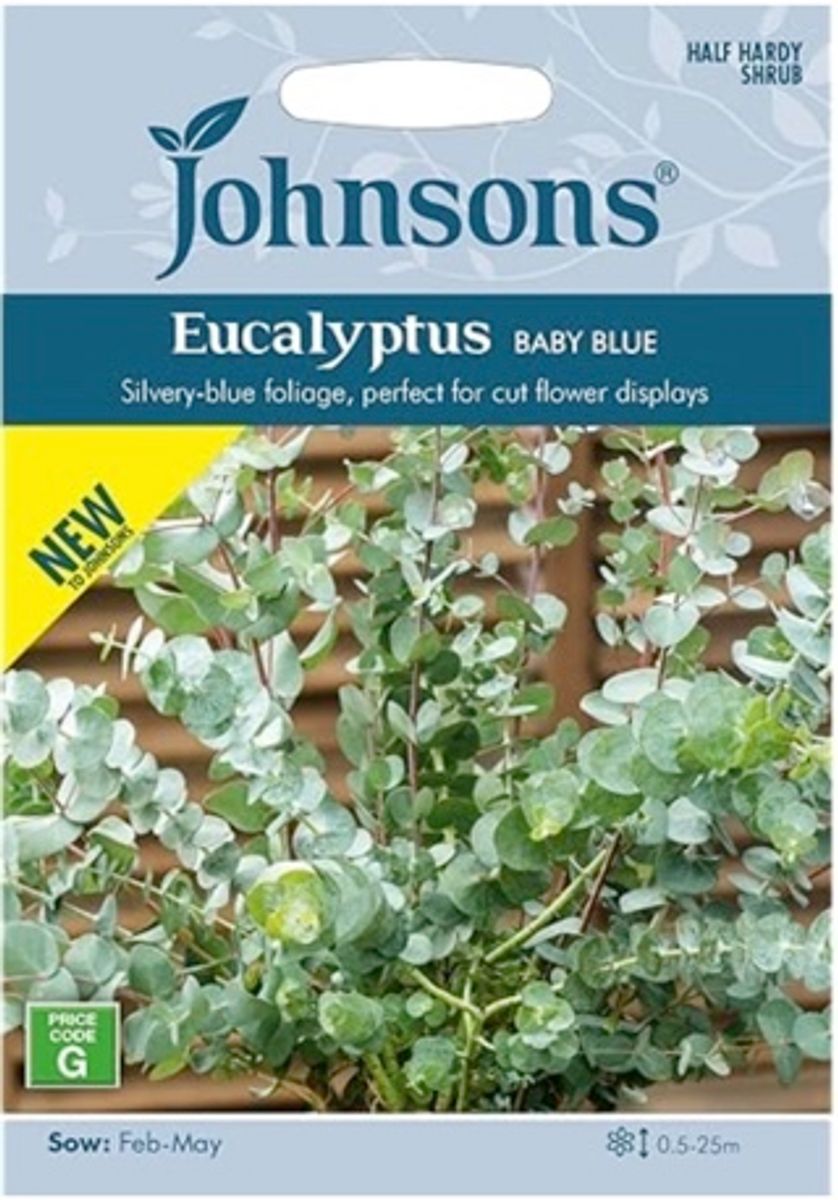Eucalyptus pulverulenta 'Baby Blue'