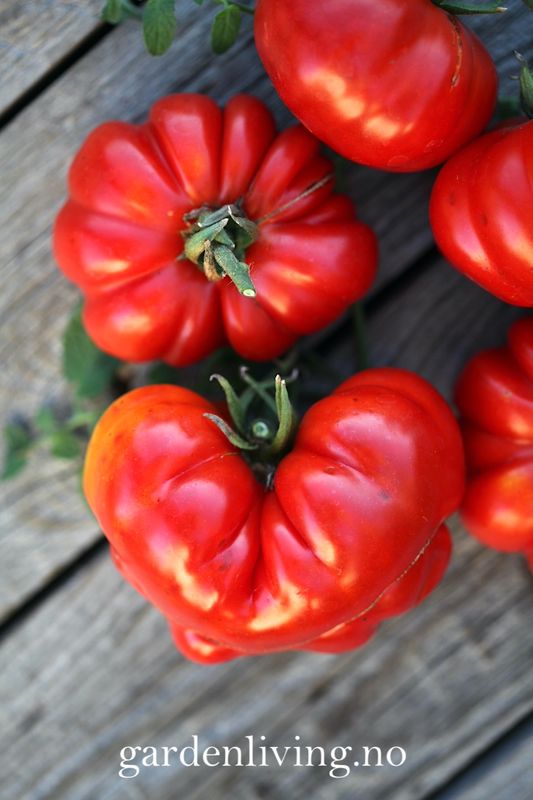 Drivhustomat 'Costoluto Fiorentino', biff - Lycopersicon lycoper