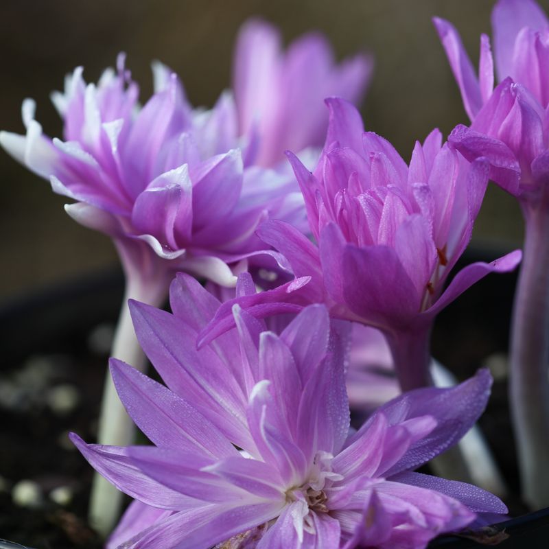 Tidløs ’Waterlily’ - Colchicum - 1 stk