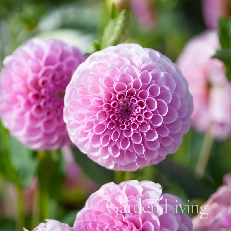 Georgine 'Stoltze Von Berlin' - Dahlia x cultorum, 1 stk.
