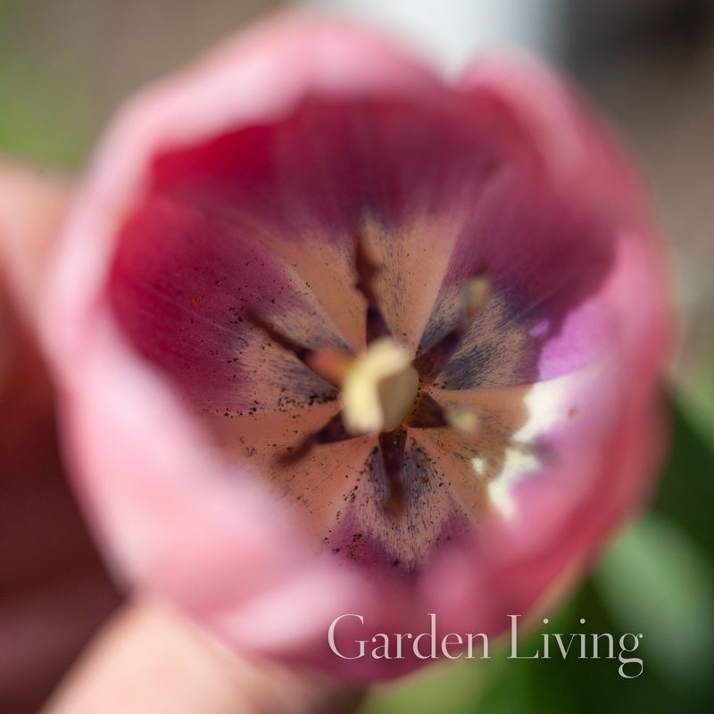 Tulipan 'Salmon Van Eijk' ®, darwinhybrid - 10 stk