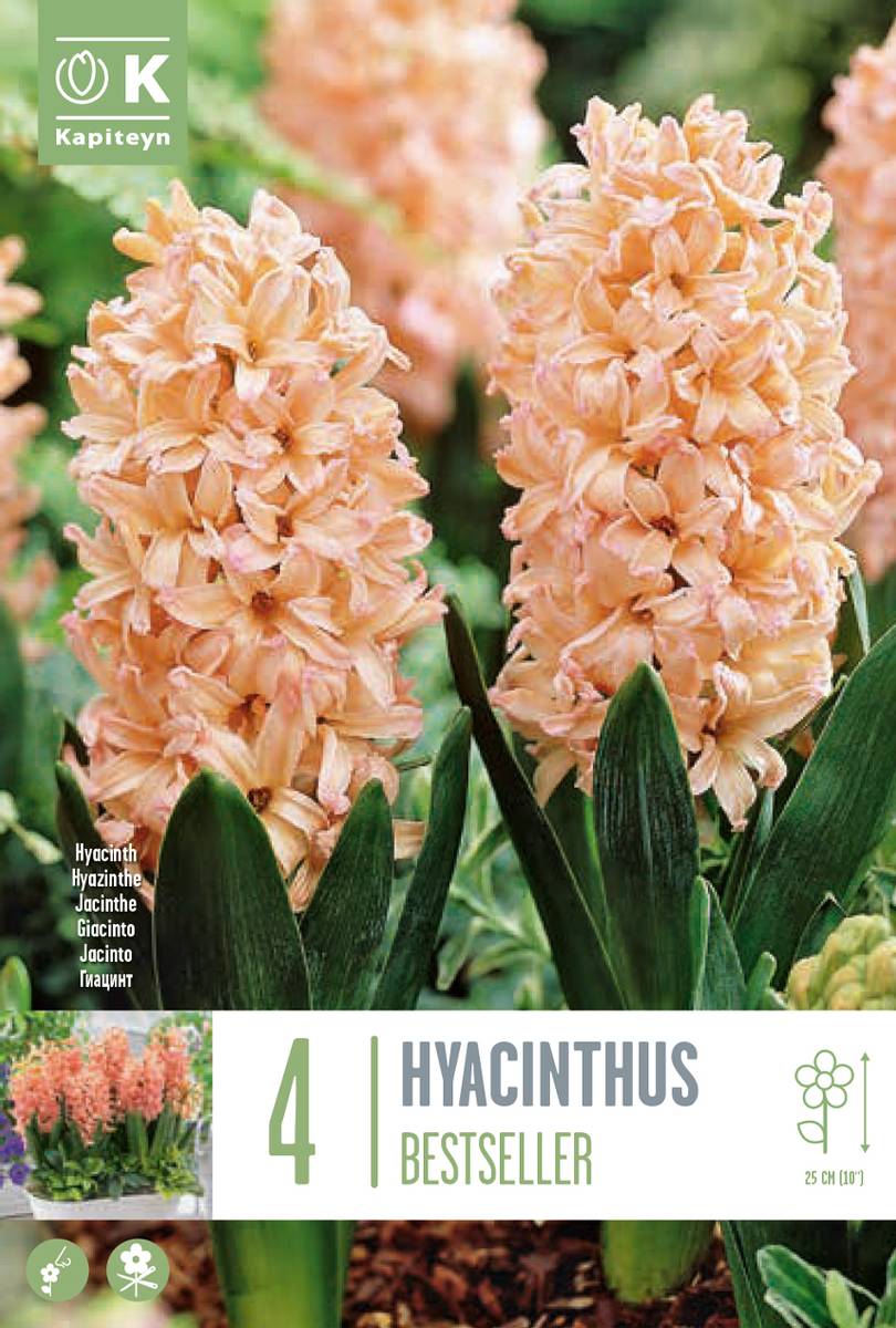 Svibel 'Bestseller' - Hyacinthus - 4 stk
