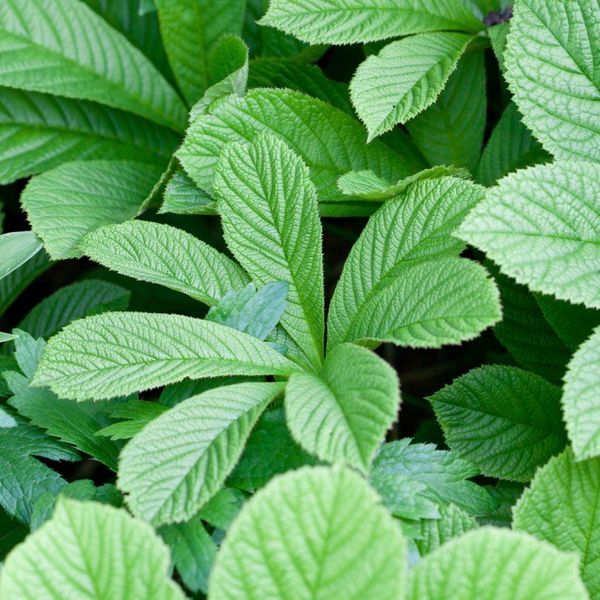 Hovedbilde Kastanjebronseblad 'Irish Bronze' - Rodgersia aesculifolia