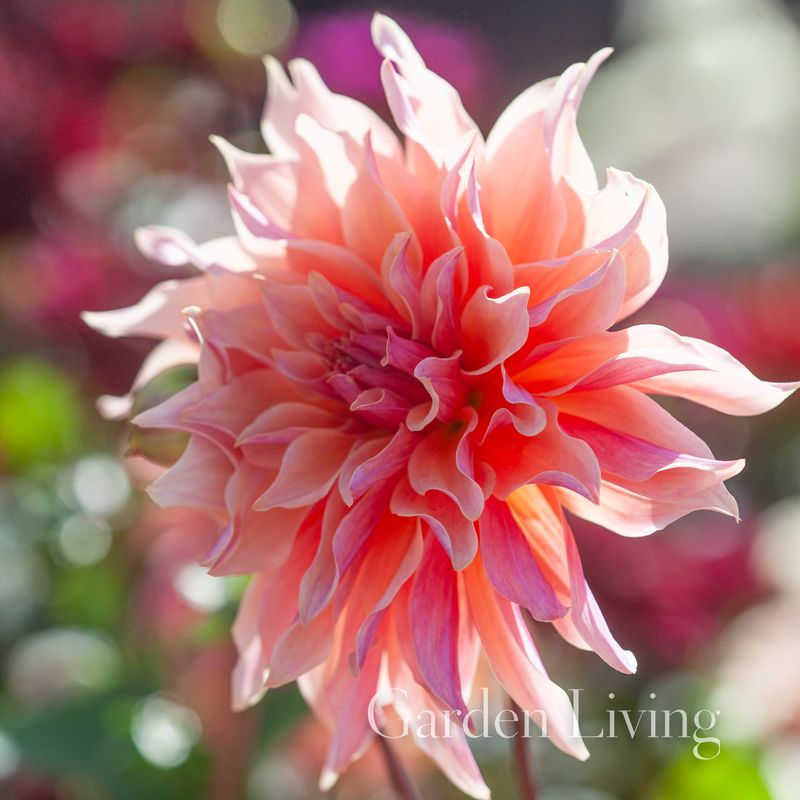 Georgine 'Labyrinth' - Dahlia x cultorum, 1 stk.