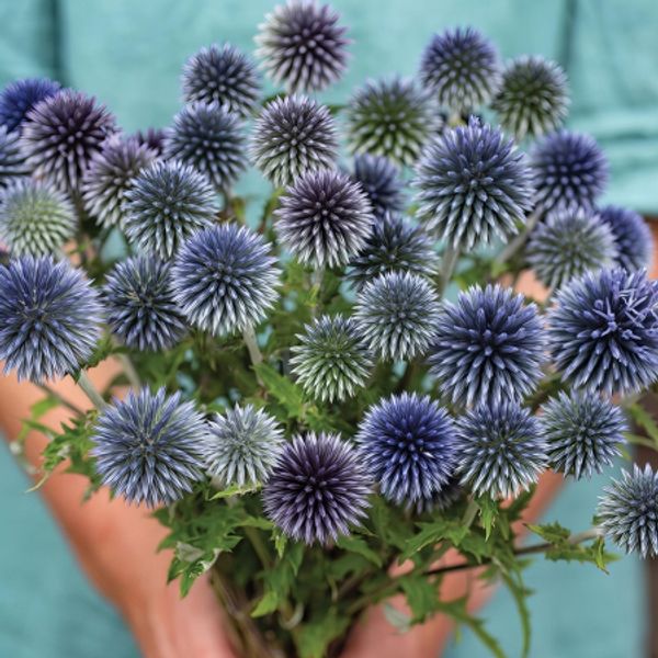Hovedbilde Kuletistel - Echinops ritro