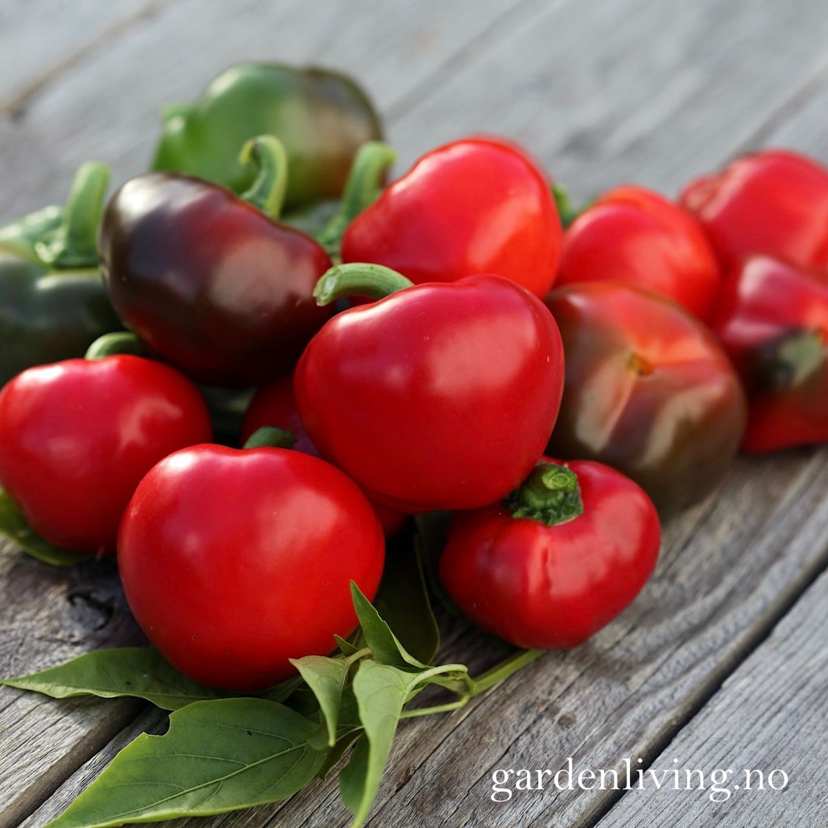 Paprika 'Topepo Rosso' - Capsicum annuum