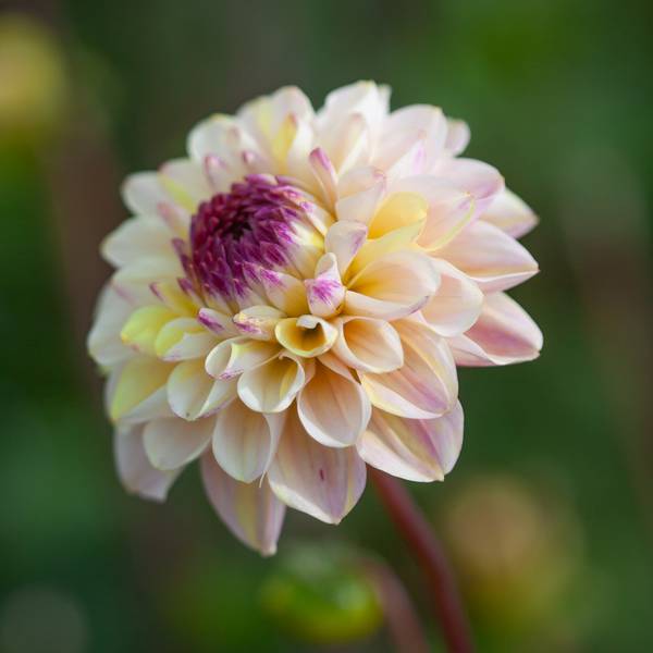 Hovedbilde Georgine 'Wine Eyed Jill' - Dahlia x cultorum, 1 stk.