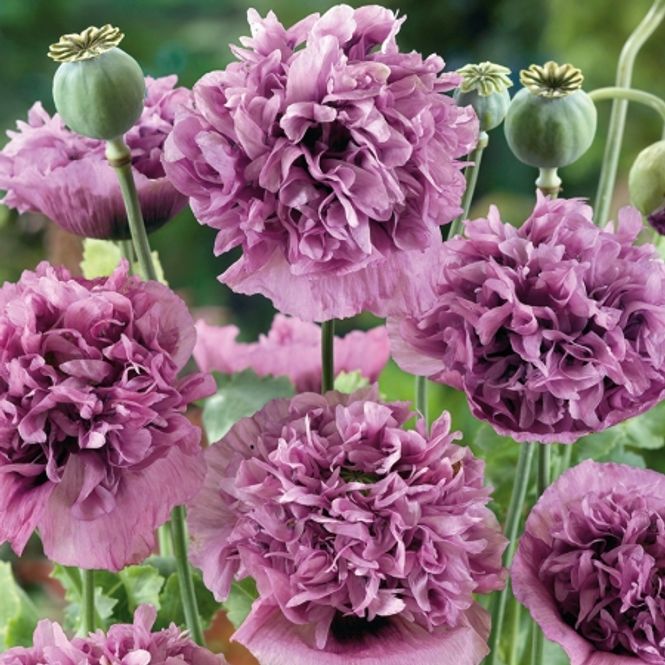 Hovedbilde Pionvalmue 'Double Violetta Blush' - Papaver somniferum