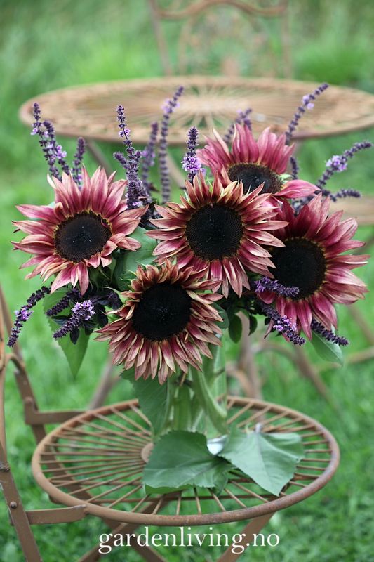 Solsikke 'Pro Cut Plum' - Helianthus annuus