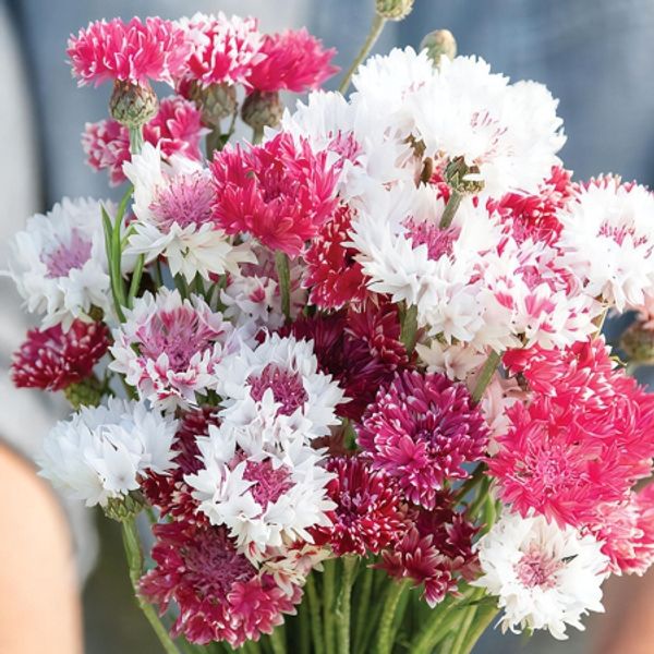 Hovedbilde Kornblomst 'Classic Romantic' - Centaurea cyanus