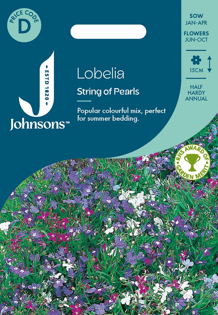 Lobelia 'String of Pearls’ - Kantlobelia