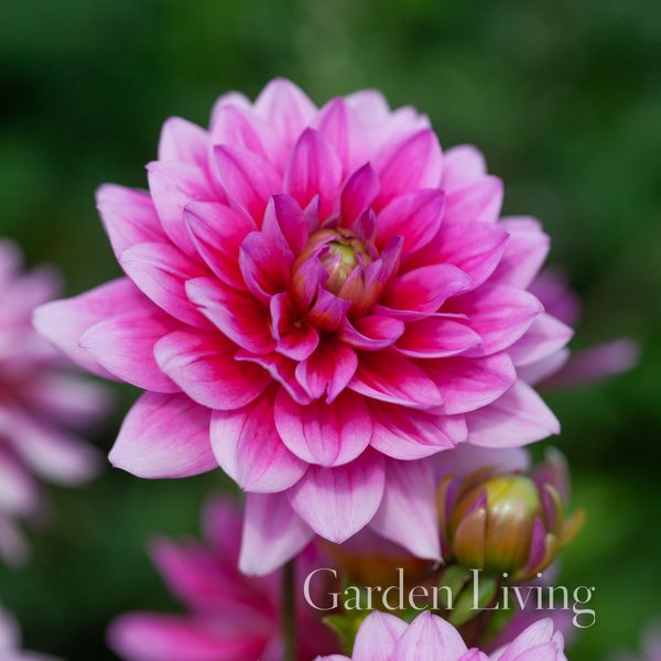 Hovedbilde Georgine 'Bluesette’, lav - Dahlia x cultorum, 1stk.