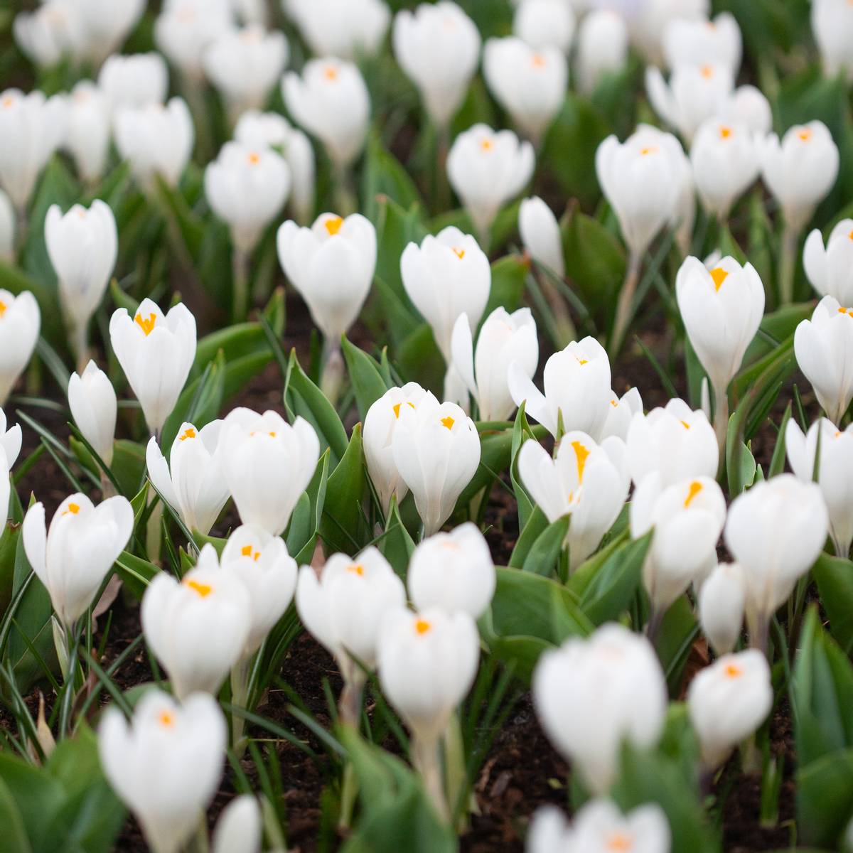 Storblomstret krokus 'Jeanne d'Arc' - Crocus - 10 stk