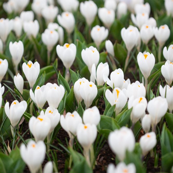 Hovedbilde Storblomstret krokus 'Jeanne d'Arc' - Crocus - 10 stk