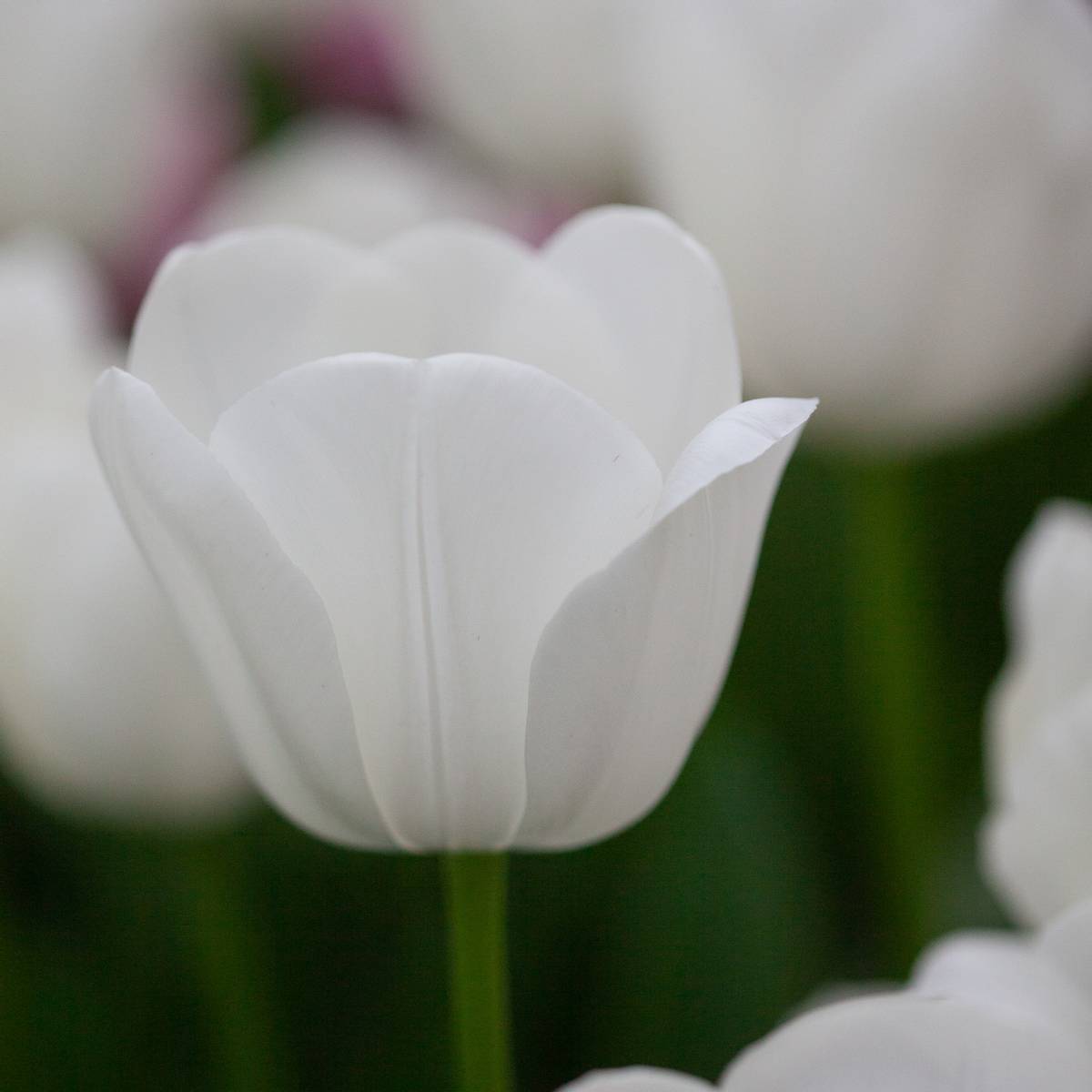 Tulipan 'Royal Virgin’, triumphtulipan - 10 stk