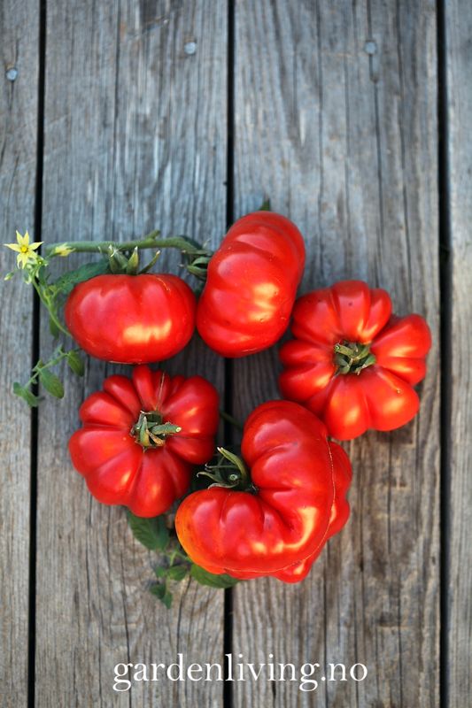 Drivhustomat 'Costoluto Fiorentino', biff - Lycopersicon lycoper