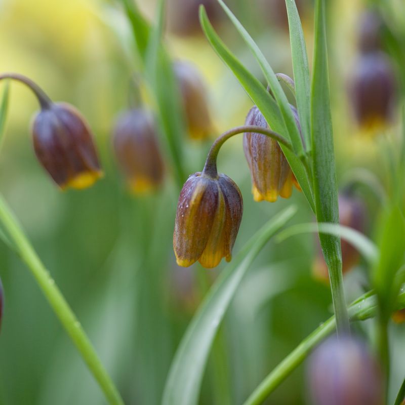 Druehode - Fritillaria uva-vulpis 15 stk