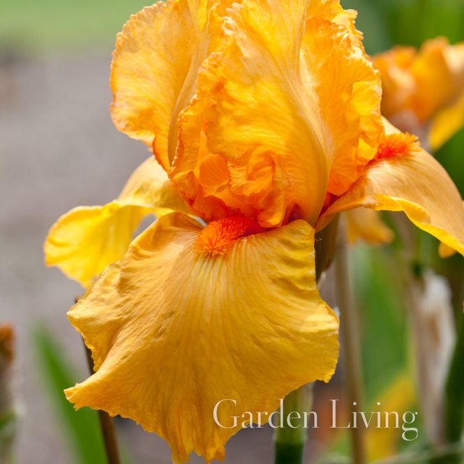 Hovedbilde Hageiris 'Skyfire' - Iris germanica