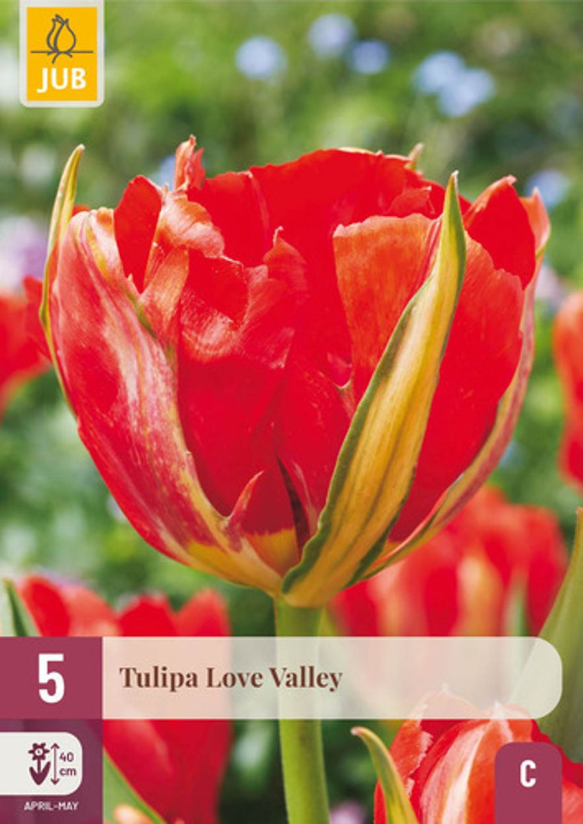 Tulipan 'Love Valley', fosterianahybrid - 5 stk