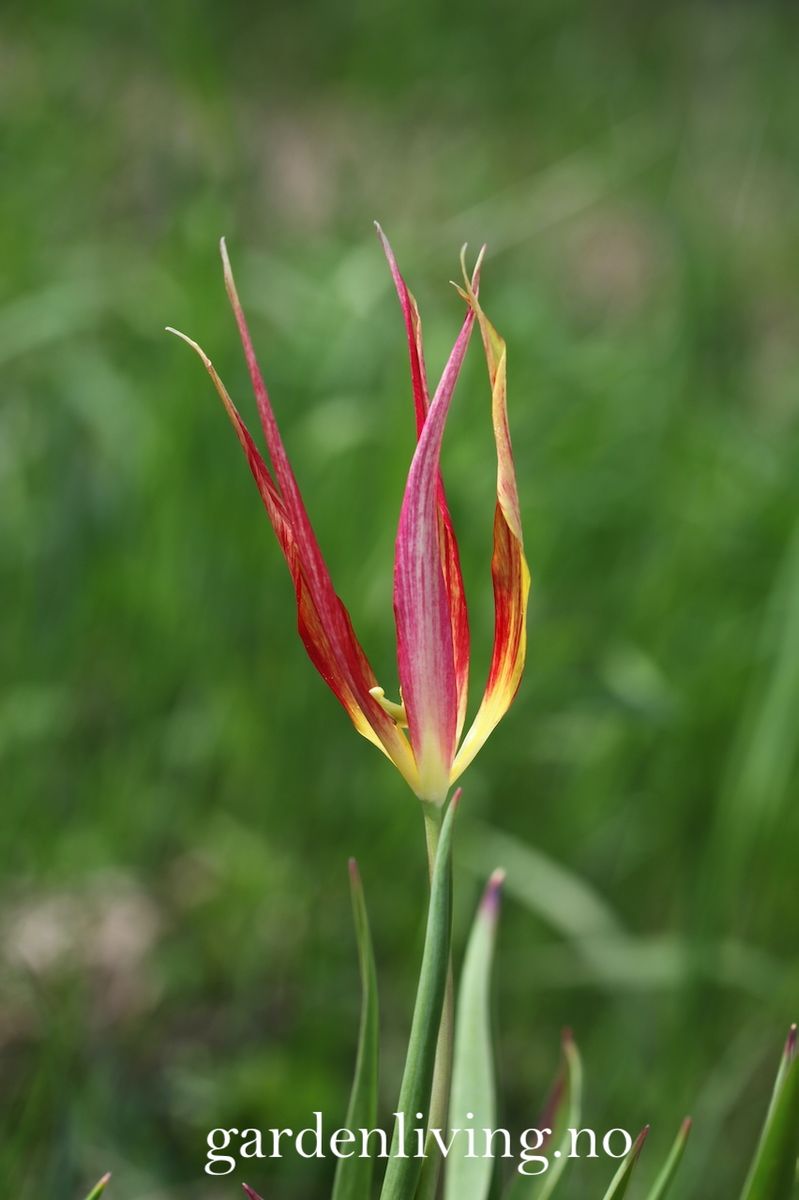Tulipa acuminata - 1 stk 