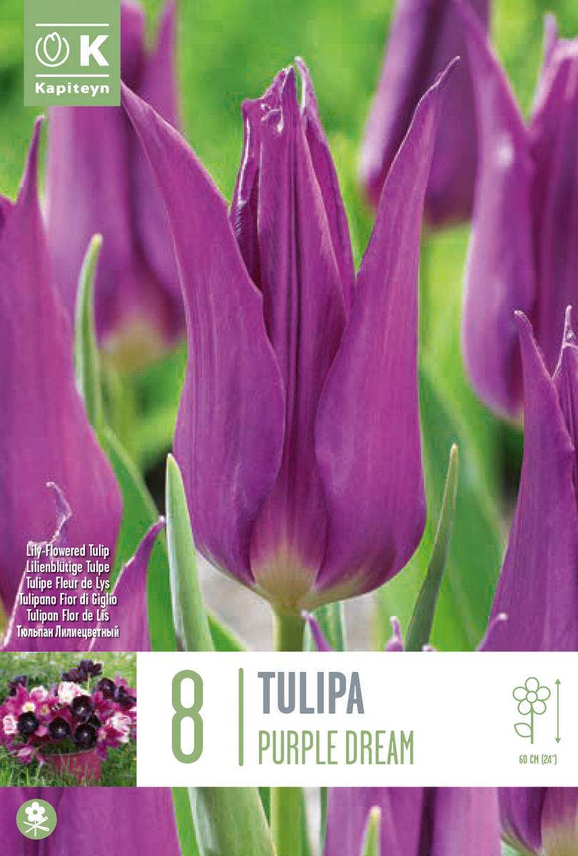Tulipan 'Purple Dream', liljeblomstrende - 8 stk