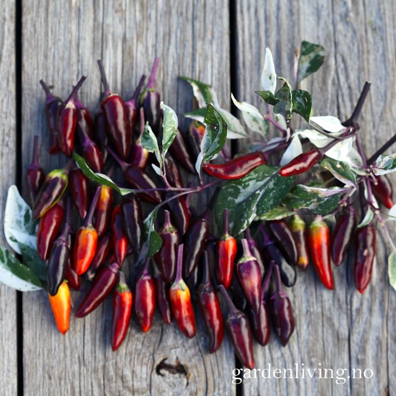 Chilipepper 'Calico' - Capsicum annuum