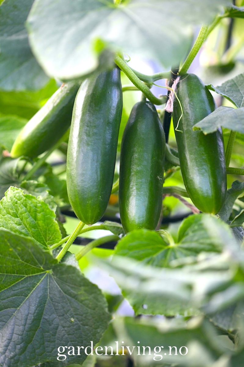 Slangeagurk 'Mini Munch' F1 mini - Cucumis sativus