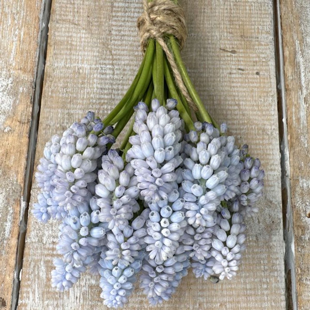Perleblomst 'Baby's Breath' - 10 stk