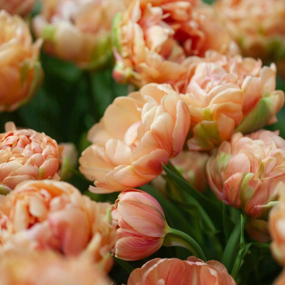 Tulipan 'Copper Image', Sen dobbel' - 5 stk