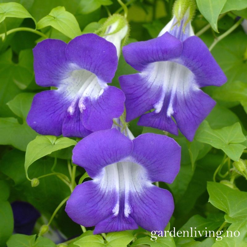 Klatreløvemunn 'Sky Blue' - Maurandya/ Asarina scandens 