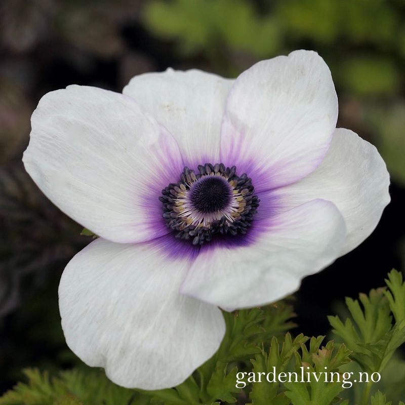 Kronsymre 'Mistral Plus Bicolour Viola' - Anemone coronaria, 10 