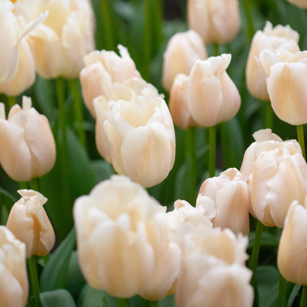 Tulipan 'Apricot Pride', darwinhybrid - 7 stk