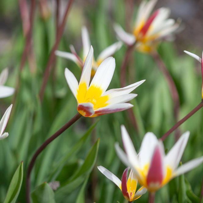 Hovedbilde Clusiustulipan 'Stellata' - Tulipa clusiana var stellata - ...