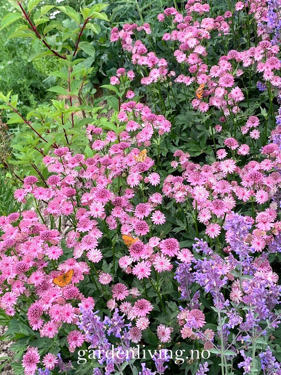 Storstjerneskjerm 'Roma' - Astrantia major
