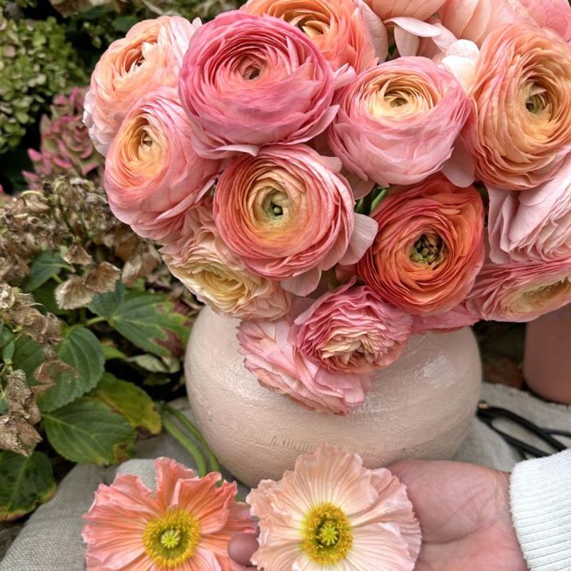 Ranunkel 'Elegance®  Salmone' - Ranunculus, 7 stk.