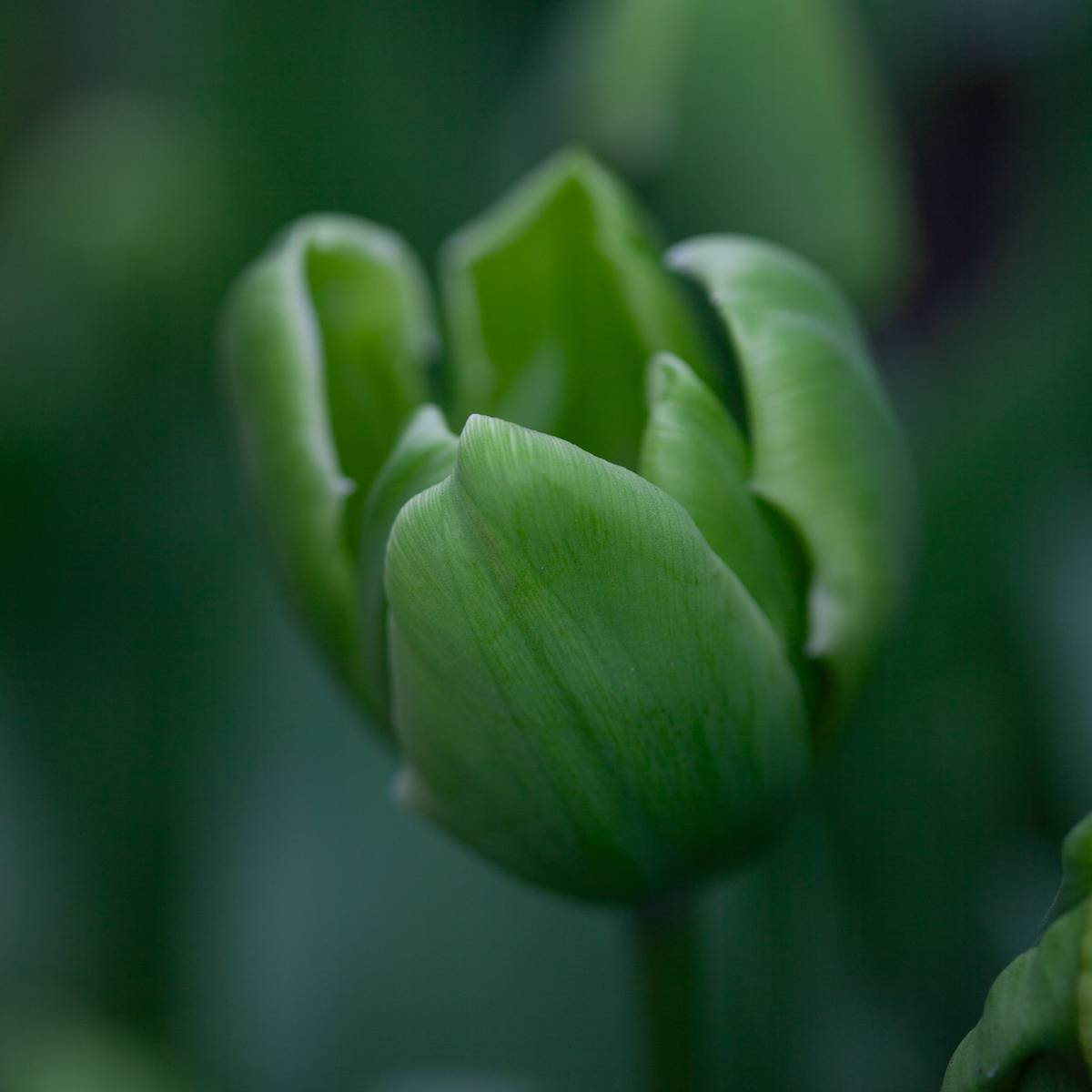 Tulipan 'Green Power' - 10 stk
