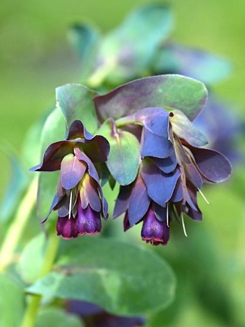 Hovedbilde Storvoksurt ’Purpurascens’ - Cerinthe major 
