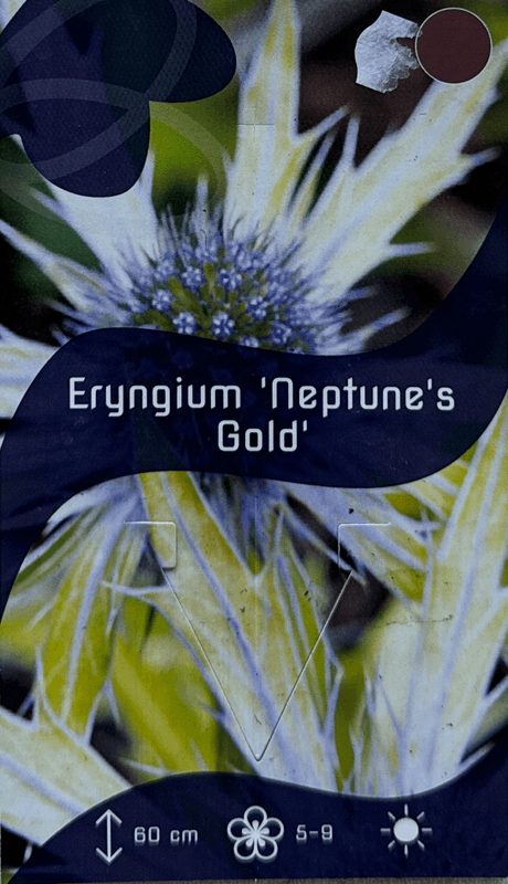Stikle 'Neptunes Gold' - Eryngium × zabelii