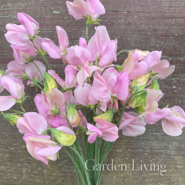 Hovedbilde Blomsterert 'Janet Scott' - Lathyrus odoratus 