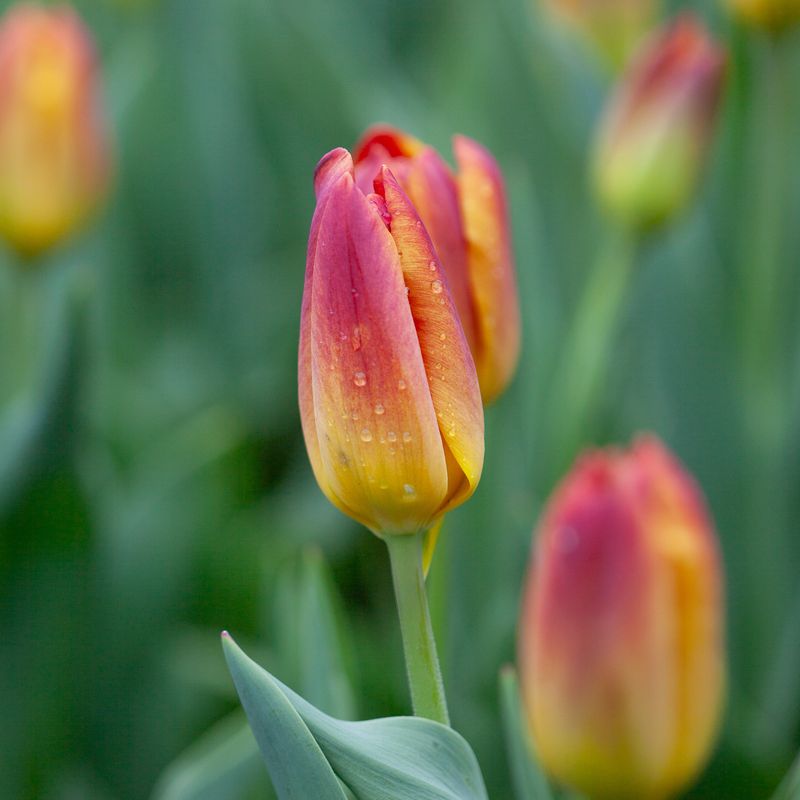 Tulipan 'Amberglow' - 7 stk