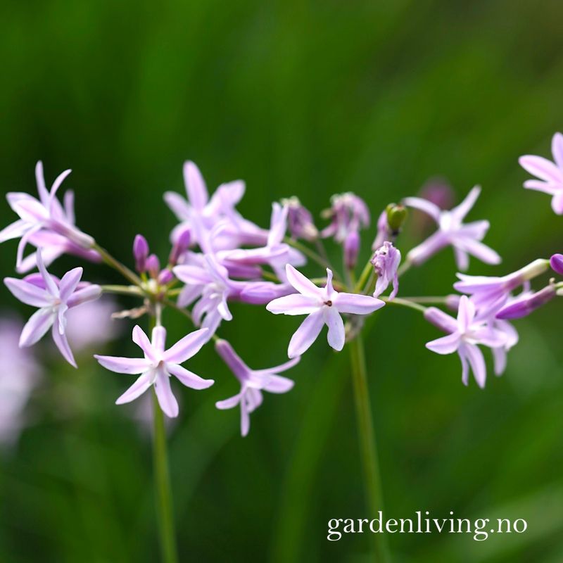 Afrikansk hvitløk - Tulbaghia violacea var. robustior, 1 rot
