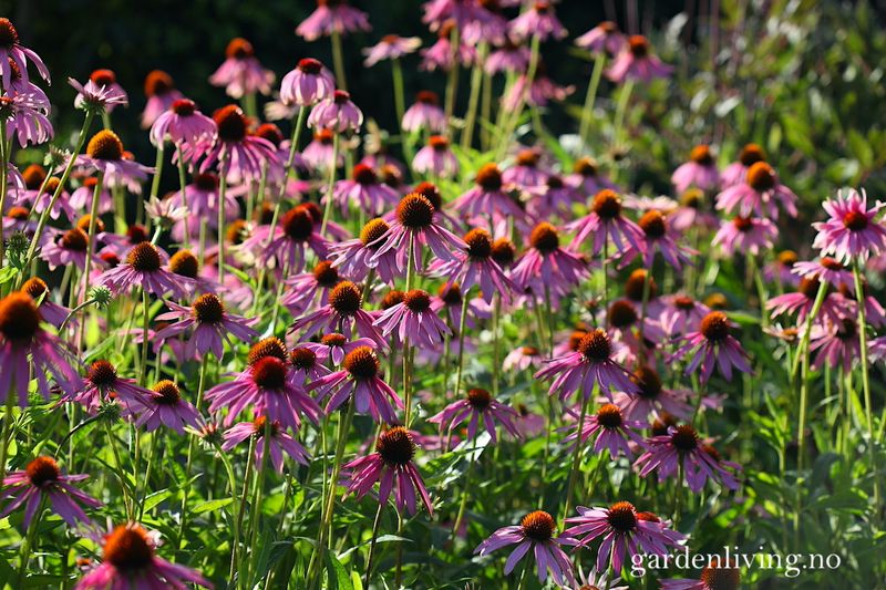 Purpursolhatt 'Magnus' - Echinacea purpurea 