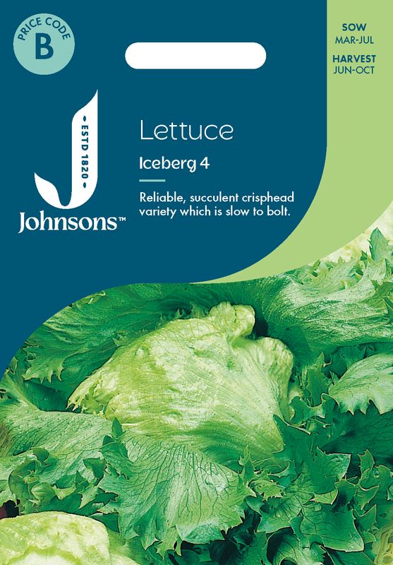Isbergsalat 'Iceberg 4' - lactuca