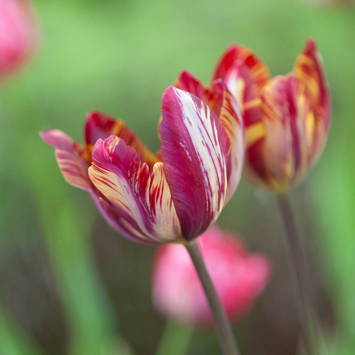 Historisk tulipan 'The Lizard’ - Tulipa - 1 stk